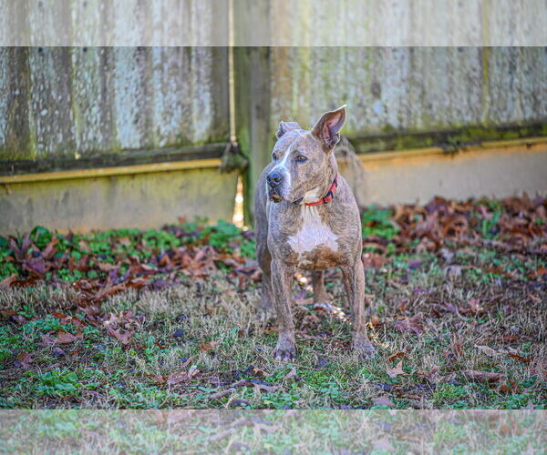 Medium Photo #11 American Pit Bull Terrier-Great Dane Mix Puppy For Sale in Munford, TN, USA