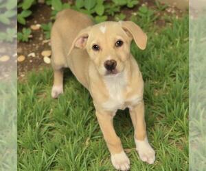 Labrador Retriever-Unknown Mix Dogs for adoption in San Diego, CA, USA