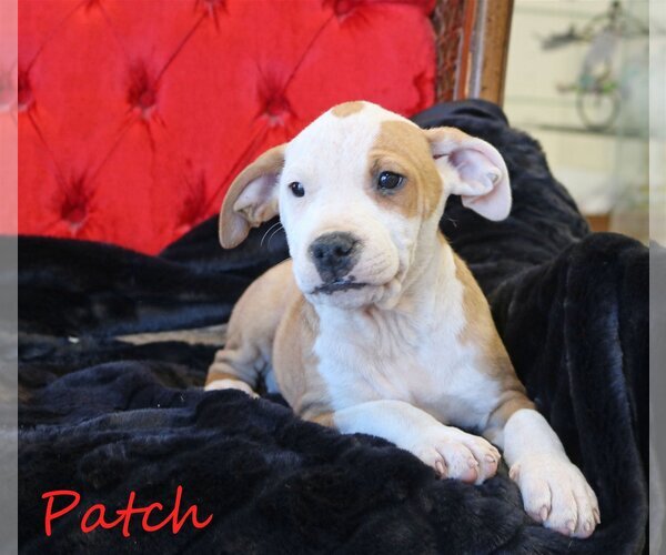 Medium Photo #14 Mutt Puppy For Sale in Wakefield, RI, USA