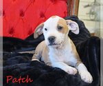 Small Photo #14 Mutt Puppy For Sale in Wakefield, RI, USA
