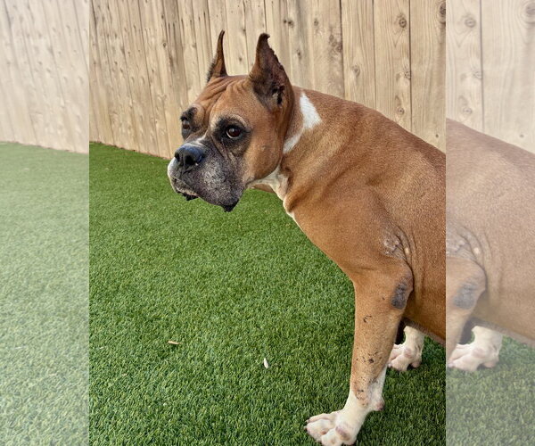 Medium Photo #2 Boxer Puppy For Sale in Dumont, NJ, USA