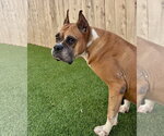 Small #1 Boxer