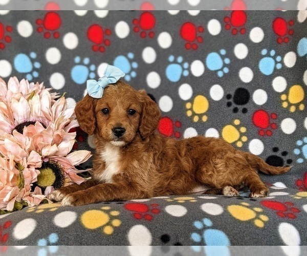 Medium Photo #6 Miniature Labradoodle Puppy For Sale in QUARRYVILLE, PA, USA