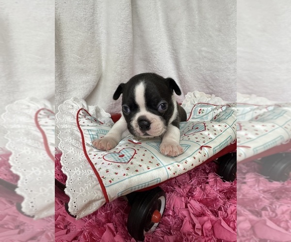 Medium Photo #3 Boston Terrier Puppy For Sale in FREDONIA, KS, USA