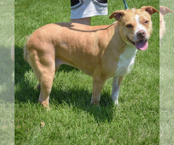 Medium Photo #2 American Staffordshire Terrier-Unknown Mix Puppy For Sale in Huntley, IL, USA