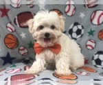 Small Photo #2 Maltipoo Puppy For Sale in LAKELAND, FL, USA