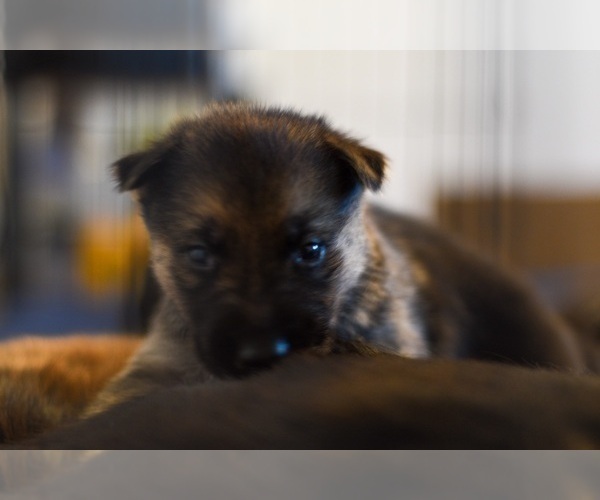 Medium Photo #12 German Shepherd Dog-Siberian Husky Mix Puppy For Sale in LOS GATOS, CA, USA