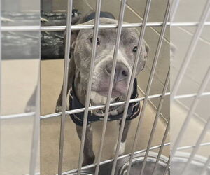 Mutt Dog for Adoption in Decatur, Illinois USA