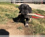 Small Photo #1 Cane Corso Puppy For Sale in MODESTO, CA, USA