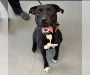 Labrador Retriever-Unknown Mix Dogs for adoption in Princeton, MN, USA