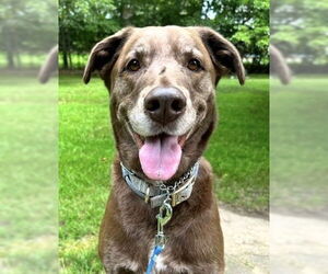 Labrador Retriever-Unknown Mix Dogs for adoption in Wakefield, RI, USA