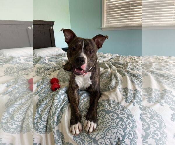 Medium Photo #2 Mutt Puppy For Sale in Columbus, IN, USA