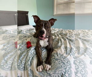 Alvin - Male Mutt Dog for Adoption - Photo #2