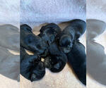 Small #4 Labrador Retriever
