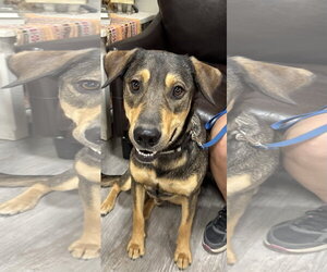 Mutt Dogs for adoption in Emmett, ID, USA