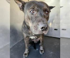 American Staffordshire Terrier-Unknown Mix Dogs for adoption in San Antonio, TX, USA