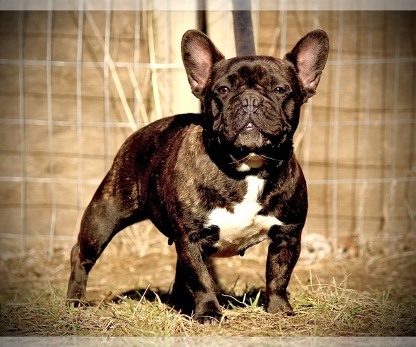 Medium Photo #1 French Bulldog Puppy For Sale in PALMYRA, NJ, USA
