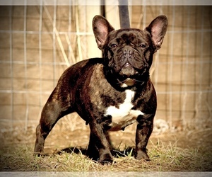 Mother of the French Bulldog puppies born on 11/09/2025