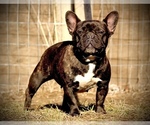 Small Photo #1 French Bulldog Puppy For Sale in PALMYRA, NJ, USA