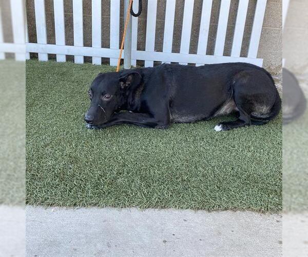 Medium Photo #1 Labrador Retriever Puppy For Sale in Modesto, CA, USA