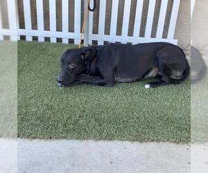 Labrador Retriever Dogs for adoption in Modesto, CA, USA