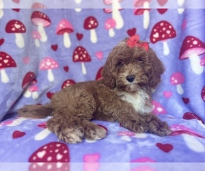 Cock-A-Poo Puppy for sale in LAKELAND, FL, USA
