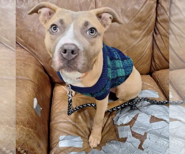 Medium Photo #2 Staffordshire Bull Terrier-Unknown Mix Puppy For Sale in Princeton, MN, USA