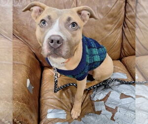 Tiger - Female Staffordshire Bull Terrier-Unknown Mix Dog for Adoption - Photo #2