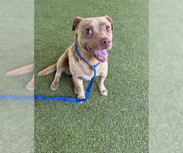 Medium Photo #1 Mutt Puppy For Sale in San Martin, CA, USA