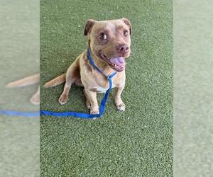 Mutt Dogs for adoption in San Martin, CA, USA