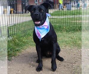 American Staffordshire Terrier-Unknown Mix Dogs for adoption in San Antonio, TX, USA