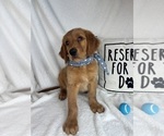 Small #1 Golden Retriever