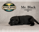 Puppy Mr Black Labrador Retriever