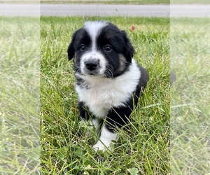 Border Collie-Miniature Australian Shepherd Mix Puppy for sale in SILVER LAKE, IN, USA