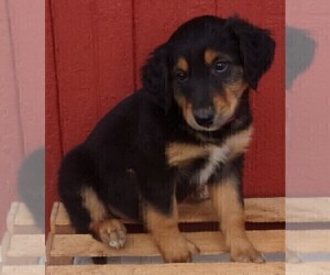 English Shepherd Puppy for sale in FREDERICKSBRG, PA, USA