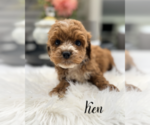 Small #6 Cavapoo (Miniature)