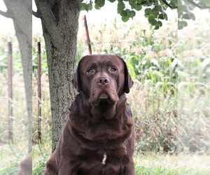 Father of the Labrador Retriever puppies born on 03/03/2025