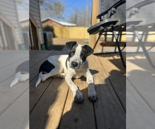 Medium Photo #1 Lab-Pointer Puppy For Sale in Raleigh, NC, USA