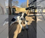 Small Lab-Pointer