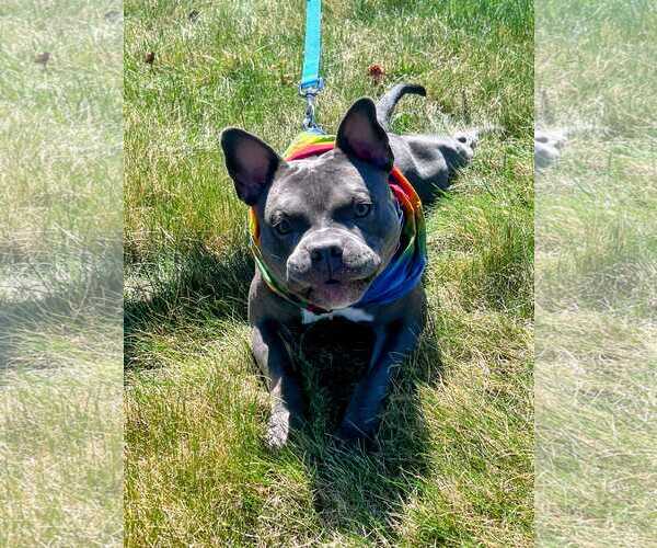 Medium Photo #1 American French Bull Terrier Puppy For Sale in Nazareth, PA, USA