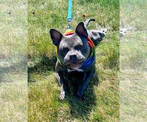American French Bull Terrier Dogs for adoption in Nazareth, PA, USA