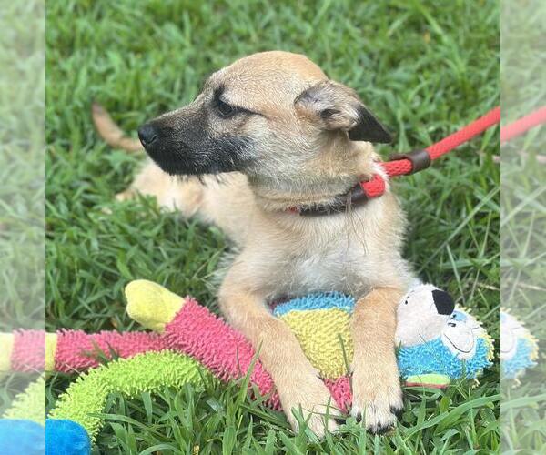 Medium Photo #2 Mutt Puppy For Sale in Yardley, PA, USA