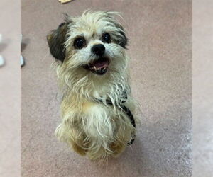 Medium Shih Tzu Mix