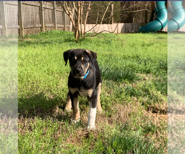 Medium Photo #5 Australian Shepherd-Unknown Mix Puppy For Sale in Holly Springs, NC, USA