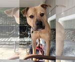 Small #8 American Pit Bull Terrier Mix