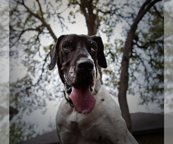Medium Photo #11 Great Dane Puppy For Sale in Bullard, TX, USA