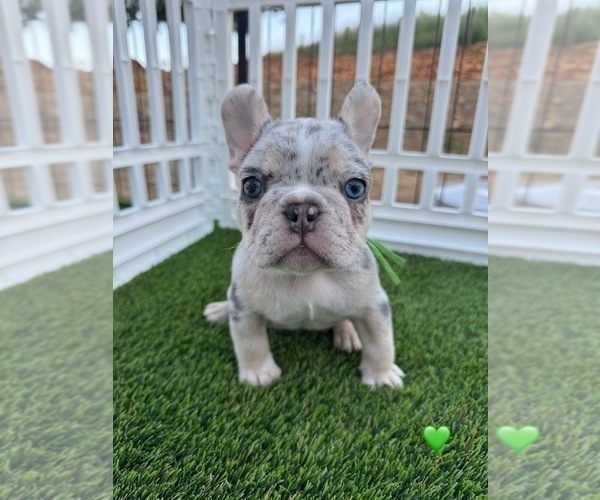 Medium Photo #4 French Bulldog Puppy For Sale in PLEASANTON, CA, USA