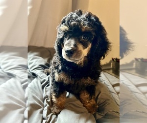 Poodle (Miniature) Puppy for sale in NEW LONDON, NC, USA