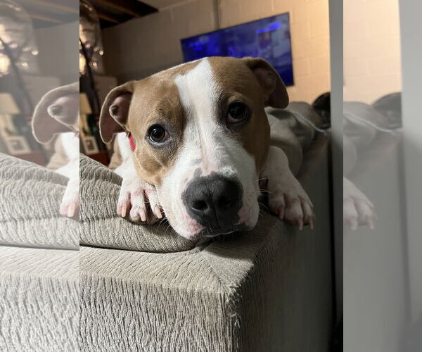 Medium Photo #4 American Pit Bull Terrier Puppy For Sale in Rockville, MD, USA