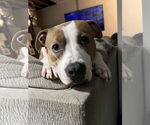 Small #3 American Pit Bull Terrier